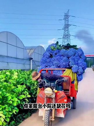 绣球花 这个绣球花种子,多种颜色,种植简单,种一次年年有花看#爱生活爱养花#绣球花种子