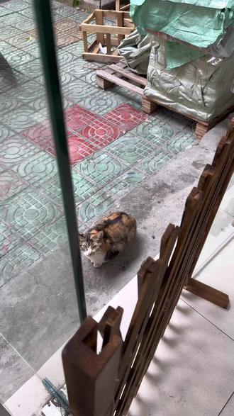 #猛宠 #流浪猫日常 #流浪猫 #关爱动物 #善待动物关爱生命 世间总会留有爱,皆从缘分起始。不得不承认,生命中出现的万物都有其妙意,长期的接触投喂,让这只猫妈妈越来越信任我们,自从姐姐在门口给它安了家后,猫妈妈也把它那些分散于四周的孩子们都带了过来。它会时不时跑过来喵几声,甩着它的尾巴和我们说“它饿了”,用完餐之后它又会带着它的孩儿们在人行道上打滚儿。也正因为姐姐的善心和善行,让这只猫感受到了人性的温情。其实,世间本该如此,不是吗?我们就应该要在自己的能力范围内,去帮助弱者——无论是人还是万物,众生都有权利得到爱与关怀。因为这个世界需要爱,好比每天准时升起的朝阳,在这个向阳而生的娑婆世界里人性需要发自内心地修善,万物需要被关爱,生命本就该被尊重🫡!希望世界所有的万物都能遇见善人!