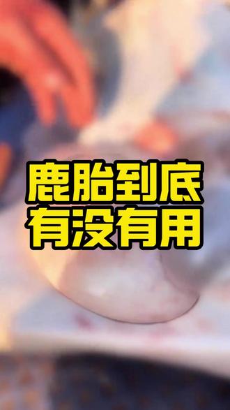 鹿胎到底有没有用 #鹿胎 #鹿产品 #梅花鹿 #鹿场 #母鹿