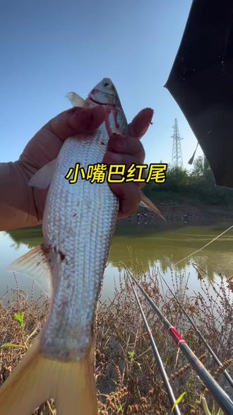 探钓石鼓红尾鲴,(有定位喔)#钓鱼人 #宜渔