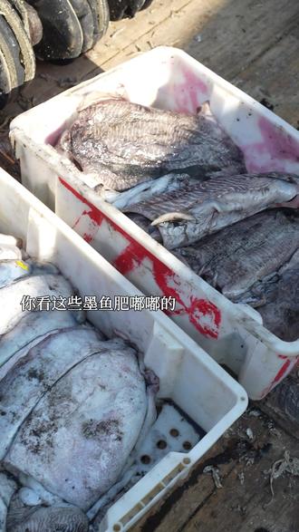 墨鱼肉质肥厚,搭配美味的火腿,这个火腿花枝丸,诞生的太对了 #海鲜水产#鱼丸#花枝丸