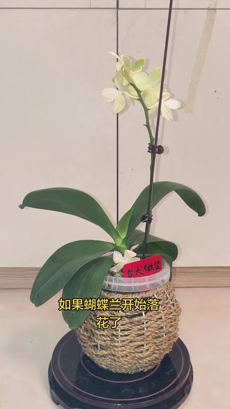 蝴蝶兰花期结束了,就要及时的把花箭剪掉。开始养苗,只要花苗健壮,就不愁来年没有花看,越健壮的花苗,开花的质量才会更好。
#蝴蝶兰 #蝴蝶兰养护 #蝴蝶兰剪花剑 #养花小知识 #上热门