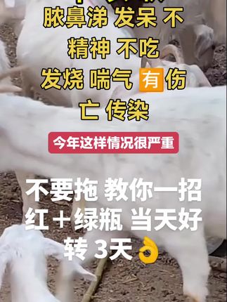 #牛羊养殖#三农流量扶持计划
