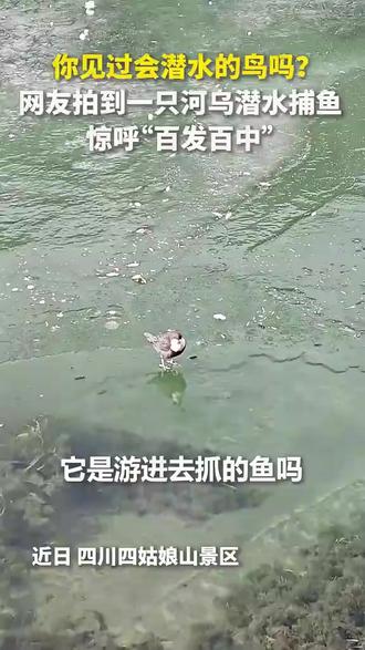 你见过会潜水的小鸟吗?游客拍到一只#河乌 潜水捕鱼,惊呼“百发百中”