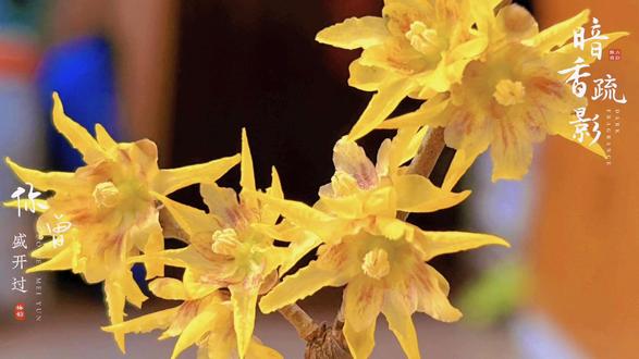 万物皆可水培——水培蜡梅花#生活的美无处不在