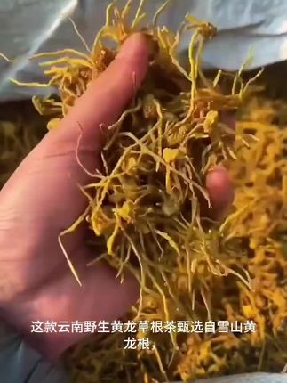 热销正宗黄龙根黄龙草根头须条根茎龙须草黄龙茶特产100克-500克