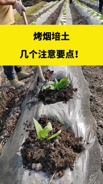 烤烟培土的几个注意要点,您了解了吗#烤烟 #烤烟种植 #烤烟种植技术与管理 #烤烟培土