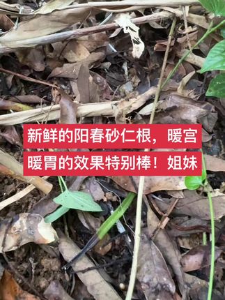 #春砂仁根 #春砂仁