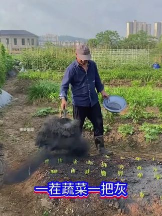 土中土稻壳炭颗粒园艺专用肥料改善调节土壤防虫天然有机肥草木炭#稻壳炭 #园艺专用肥料 #改善调节土壤 #草木炭