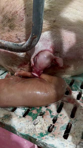 找准难产根源,科学助产减少死伤 #母猪 #母猪难产 #养好猪 #养猪知识 #牧胜养猪人