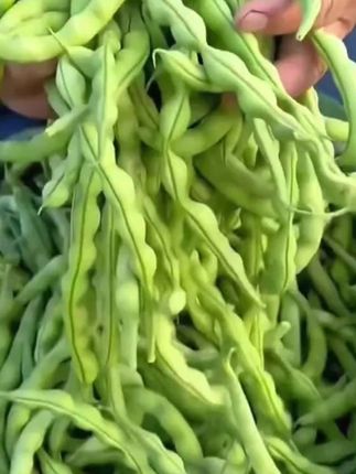 贵州高山新鲜采摘四季豆青棒豆老品种四季豆#四季豆 #青棒豆 #优质农产品 #抖音助农 #家乡的味道