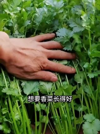 #好种的种子 #香菜种子 #种菜