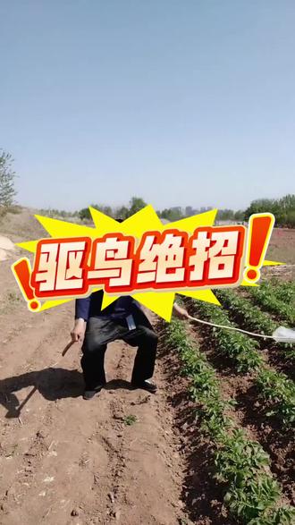 驱鸟妙招#驱鸟 #驱鸟神器 #驱鸟妙招 #驱鸟剂