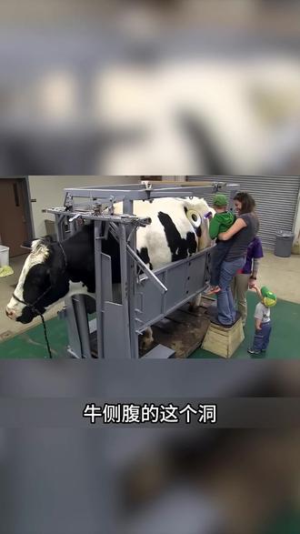 这些牛身上为什么有洞? #涨知识