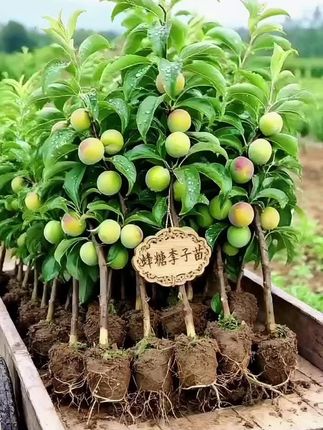 蜂糖李子树苗,种下就等甜! 选对苗,来年才能吃到爆甜的蜂糖李!这批树苗棵棵壮实,叶片翠绿带劲,根系裹着饱满土团,裸露的须根密密麻麻,栽下成活率超高。 枝头已挂着黄绿色带红晕的小果子,透着鲜活劲儿。现在种,不用等太久,就能收获果肉脆嫩、甜如蜂蜜的蜂糖李。 不管是自家小院栽几棵,还是果园批量种,都合适。每株树苗都精心挑选,还附赠养护手册,新手也能轻松上手。 想实现“吃李自由”?别犹豫,现在下单,把能结出甜蜜的树苗带回家,明年就能尝鲜!#果树苗 #果树盆栽 #果苗种植 #三农种植 #蜂糖李子苗