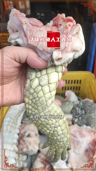 河北沧州市大鳄鱼头多少钱 #活体鳄鱼人工养殖 #烧烤鳄鱼肉多少钱一斤 #烧烤鳄鱼肉大量供应