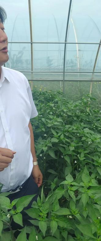 火集村敞耀螺王螺丝椒种植表现#三农