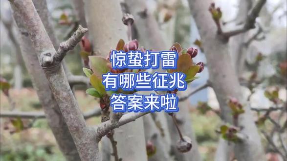 惊蛰打雷,有啥征兆,答案来啦 #三农生活 #每天分享科普知识