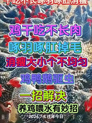 #养鸡 #科学养鸡 #三农 #鸡鸭鹅养殖 #生态散养土鸡