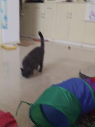 【乌龙+繁花】洁柔抽纸4包家用面巾纸厕纸手纸可湿水纸餐巾纸纸巾#粉丝一千万话题 #洁柔 #洁柔 #洁柔 #洁柔