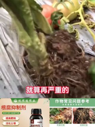 现在这个高温高湿阶段,作物更容易出现根腐的情况,危害的是根,伤的是本。一旦作物根系出现问题,最直接的表现就是出现黄叶黄树的死磕烂苗。大部分农友遇到根腐都是使用各种杀菌剂,结果就是钱花了不少。但看不到效果,但怎样才能彻底止住根腹?今天推荐你们用这款根腐抑制剂,它含有十多种生防菌种,覆盖范围广,针对性强,无论是什么情况下引起的根部问题,都可以搞定,一瓶就是一个配方,简单方便。一瓶五百克兑水五百斤,喷湿、冲湿、滴灌都可以快速止腐、生根、壮根。需要的家人左下角小黄车带走吧。