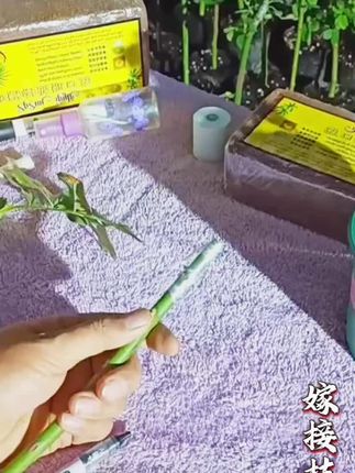 #嫁接月季