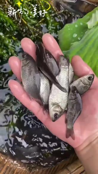 中科5号鲫鱼,官方认证优质品种。生长快、料比低、抗病强,抗孢子虫、成活率高;肌间刺更少,肉质紧实,市场认可度高,池塘、稻田、水库均可养,是高效益养殖首选。#水产养殖技术 #鱼养殖 #鱼苗批发