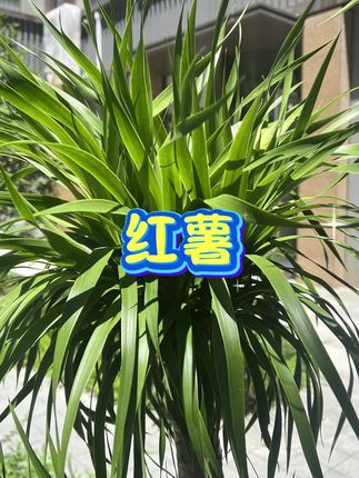 黄金榴莲蜜薯溏心紫薯哈密薯烟薯25号桃小蒙家的四色红薯#红薯 #红薯推荐 #红薯干