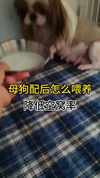 母狗配完怎么喂养可以降低空窝#养狗 #养狗经验分享 #母狗 #犬舍