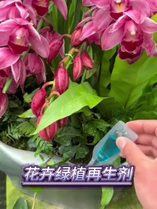 植物怎么才能养的好 在植物花盆里放上这个植物再生剂,接下来植物就不会出现黄叶枯叶,生长缓慢的情况#种植小技巧 #爱生活爱养花 #园艺生活 #记录生活