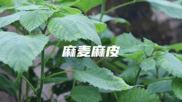 深入浅出的解析一下“麻麦麻皮”,你懂了吗#重庆方言 #重庆 #云南方言 #四川方言#贵州方言