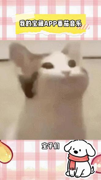 我的宝藏APP#番茄音乐#免费听歌#音乐听歌