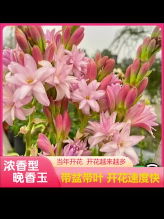 【【带盆种好带叶片不带花剑发货】浓香重瓣晚香玉:/ 花卉多年生开花盆栽】#花卉绿植 #晚香玉 #绿植盆栽 #爱生活爱养花
