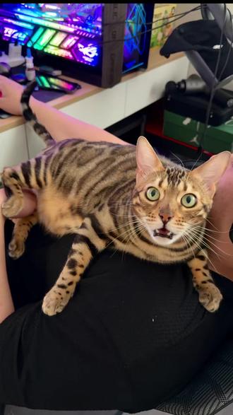 同时拥有一只浓猫和一只淡猫是什么体验? #猫咪 #谁能不为小猫咪着迷呢 #两只猫的日常 #孟加拉豹猫 #银点