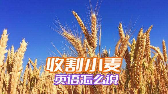 “收割小麦”英语怎么说?
