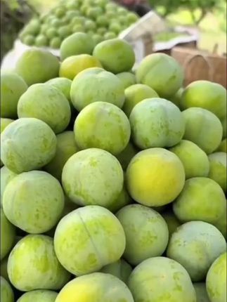 正宗四川青脆李#青脆李#四川青脆李 #超便宜超划算 #李子#优质农产品