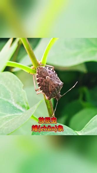 #昆虫世界 蝽(chūn)象 放屁虫