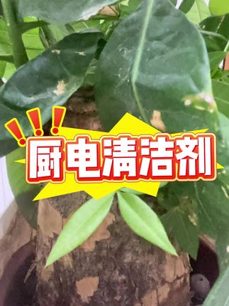 #清洁剂#厨房清洁剂#厨电清洁剂