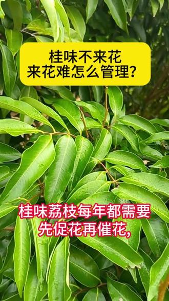 桂味不来花来花难怎么管理好? #桂味促花 #桂味荔枝促花管理技术 #桂味催花 #荔枝龙眼专用流体硼 @抖音创作小助手 @DOU+上热门