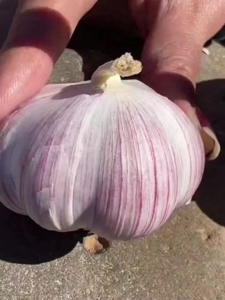 【新晒干蒜】紫皮独头蒜新鲜现挖香辣饱满辛辣调味1/3/5斤#优质农产品 #新鲜采摘 #三农种植 #农产品 #紫皮洋葱