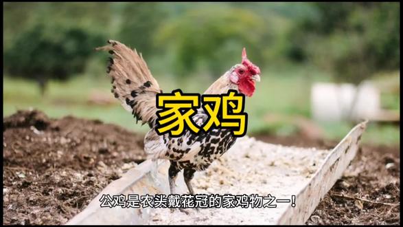 公鸡为什么会打鸣呢?#公鸡打鸣 #