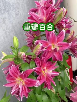这个就是我们的重瓣洋百合种球,它开花非常好看,而且特别容易养活,#百合种球 #百合种球种植 #百合 #百合花 #重瓣百合花