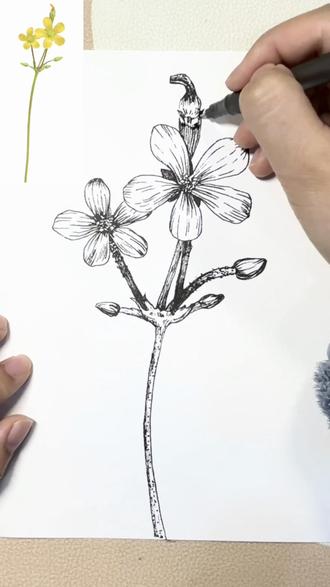 Day33写生打卡,酢浆草☘️
春风有信,花开有期✉️#小V的绘画日记 #跟着抖音学画画 #随手画 #原来画画这么好玩 #画画我是认真的