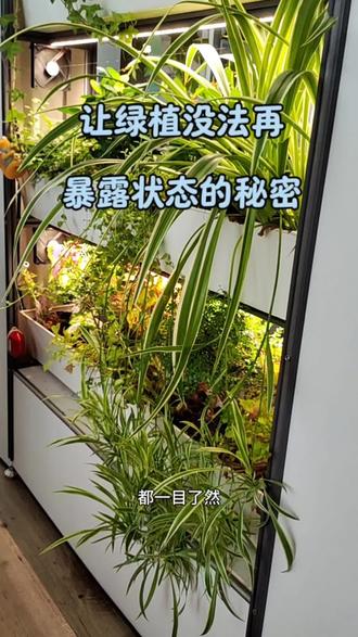 让绿植没法再暴露状态的秘密 #植愈时光#商业治愈 #植物养护知识 #室内绿植景观