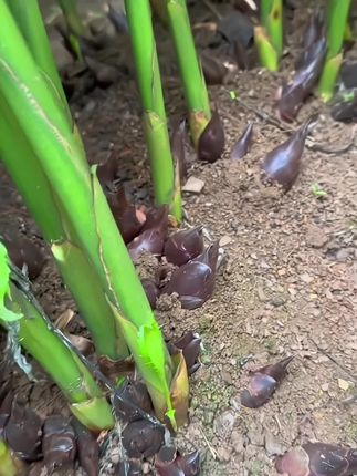 新鲜脆嫩阳荷姜#美食 #阳荷姜 #下饭菜 #新鲜采摘 #亲测分享