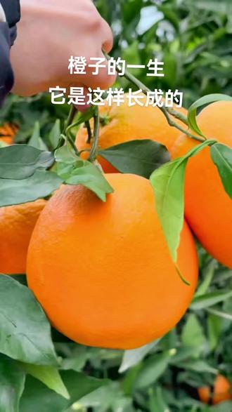 我家橙子长成记,用一年的时间,长成这样。#奉节脐橙 #自家果园 #现摘现发新鲜到家 #优质农产品原产地