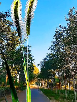#记录身边的自然风景 #自然之美无处不在 #狗尾巴草 #好风景好心情随走随拍 #随走随拍大自然的美丽风景