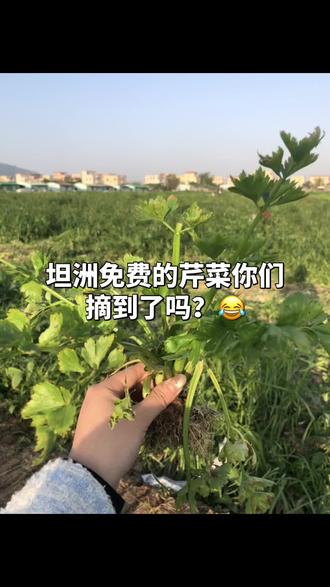 #真实户外自然之美 #坦洲免费摘芹菜 免费的芹菜你们摘到了吗?