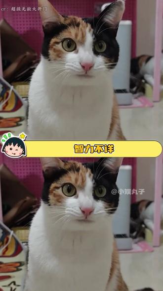 所以到底在真棒什么啊,想奖励猫咪就直说好吧~(来源@超级无敌大开门 )