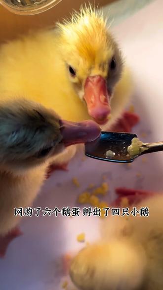 六个鹅蛋孵出四只小鹅 #萌宠养殖计划 #幼鹅 #孵化 #鹅 #我的乡村生活